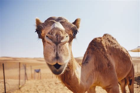 Desert Camel LeoVegas